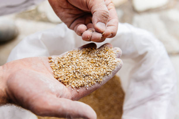 Distiller inspecting milled grain used for whiskey production