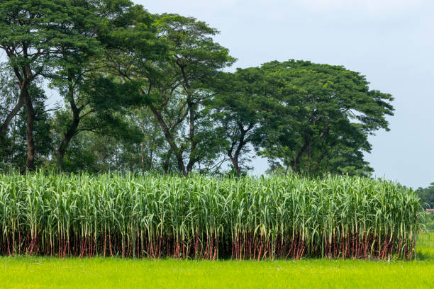 Sugar cane field