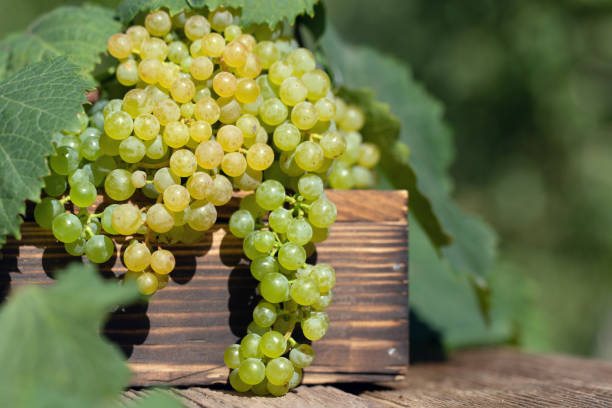 Ugni Blanc grape bunches on the vine