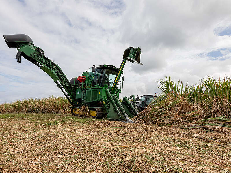 Mechanical harvesting of sugar cane in the field