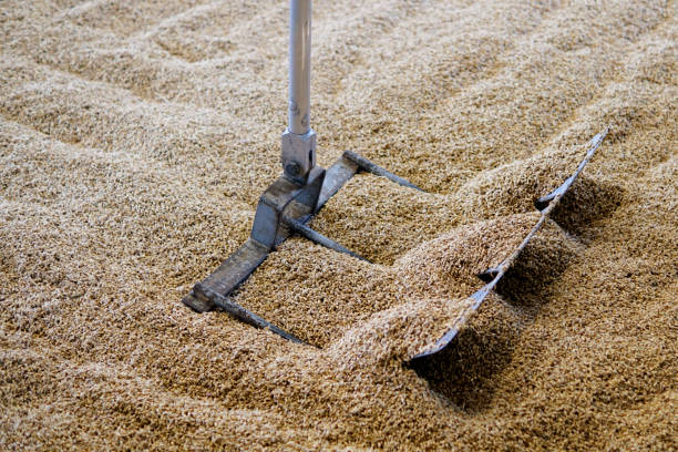 Turning malt on a malt floor