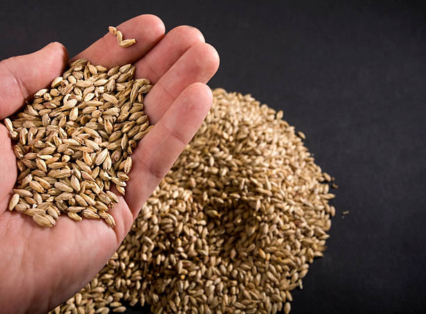 Barley grains before malting