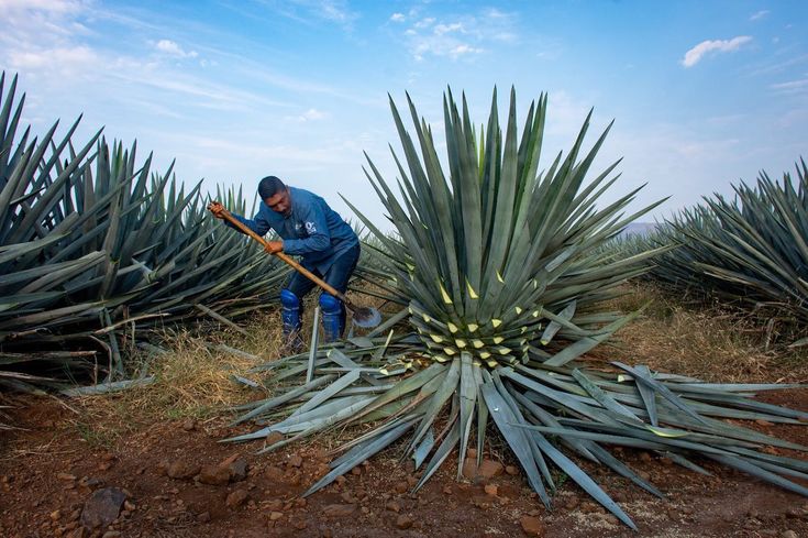 Blue Weber agave plants growing in the field