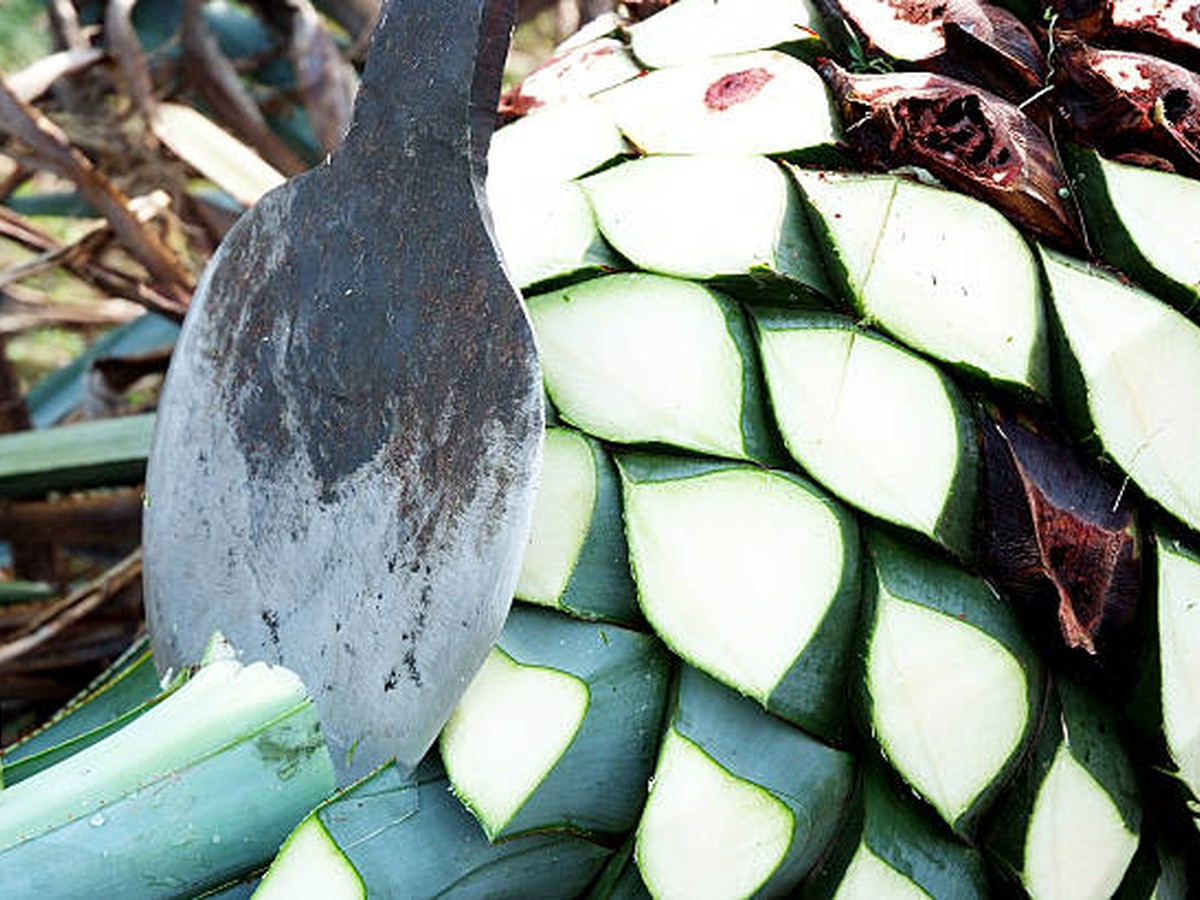 Close-up of jima on a Blue Weber agave piña