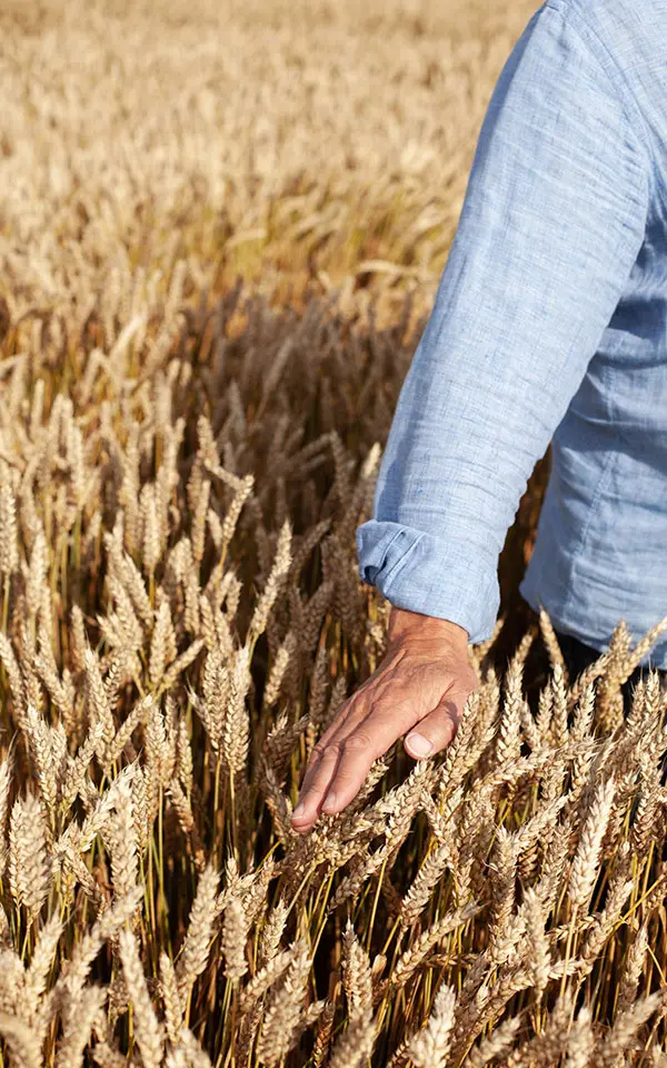 Wheat growing in the field as a raw material for grain vodka