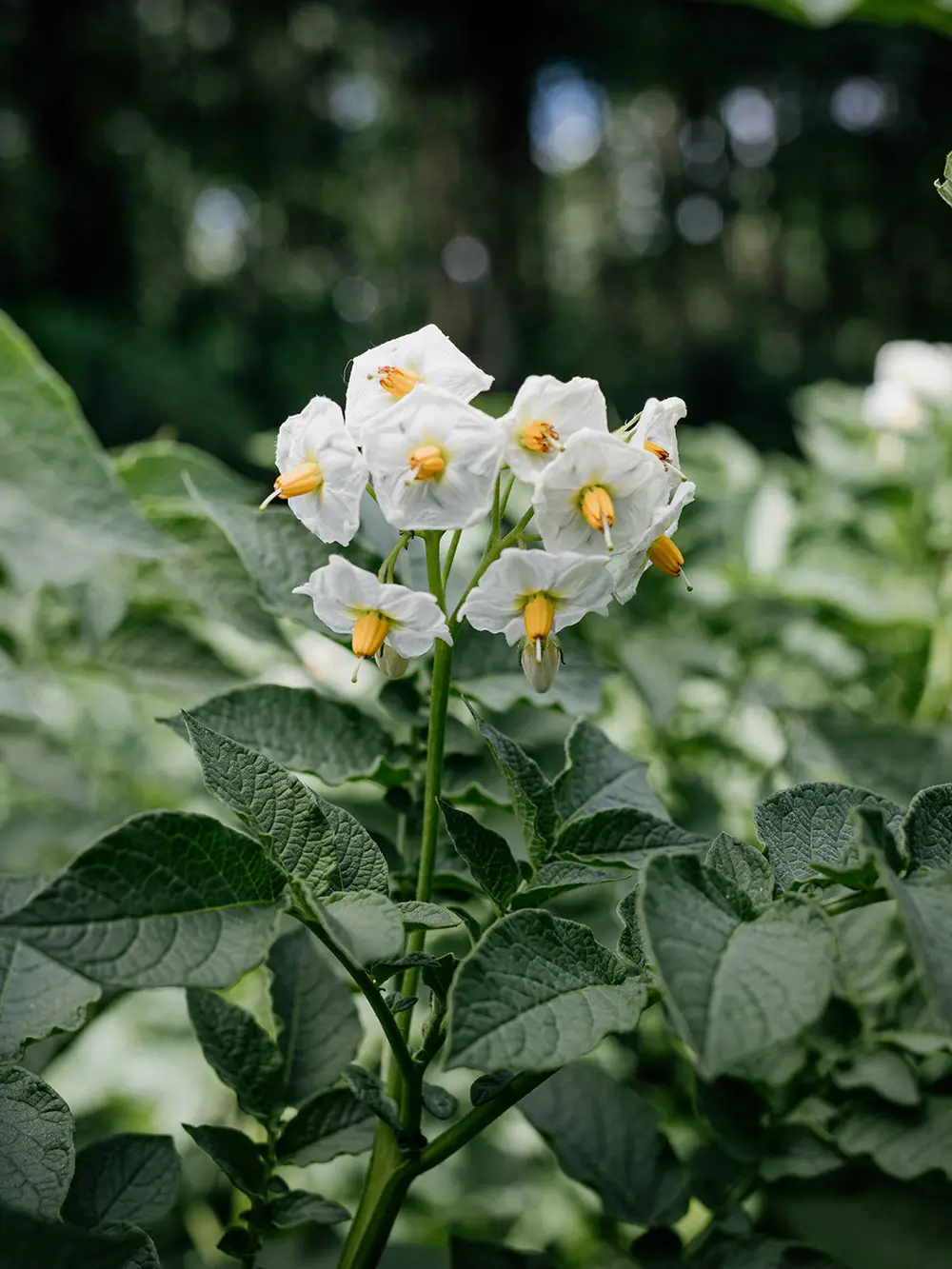 White flowers on a potato plant in Chopin Vodka's field-to-bottle production sequence
