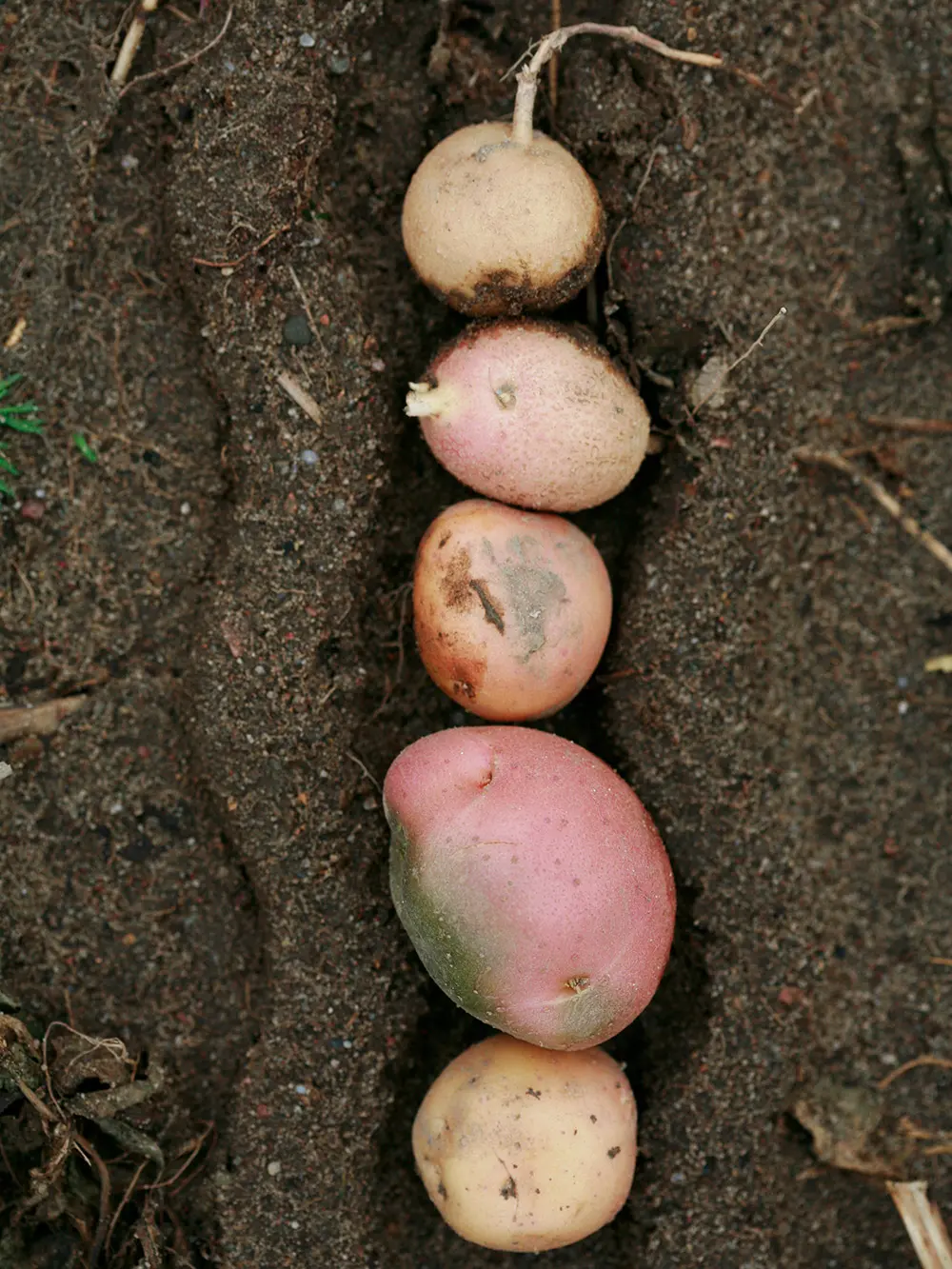 Several potato varieties arranged in soil