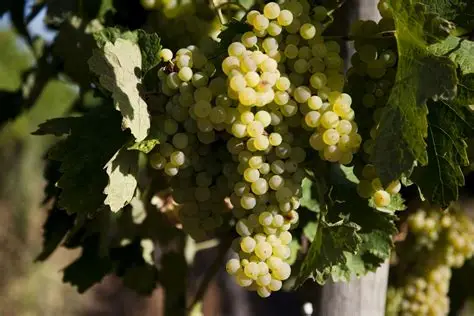 Wine grapes representing a non-grain agricultural route into vodka production