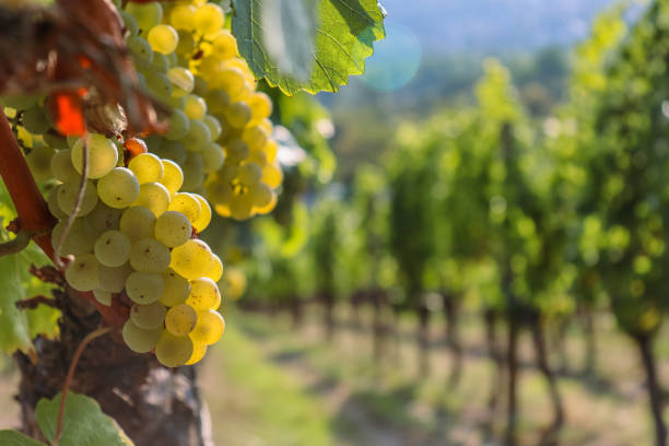 Wine grapes in a vineyard before fermentation and distillation